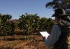 foto de homem olhando plantação de árvores