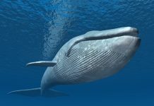 baleia azul maior animal do mundo