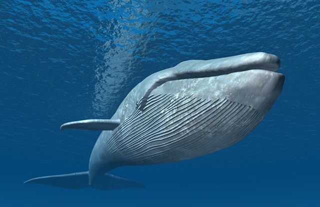 baleia azul maior animal do mundo
