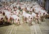 porcos produção de carne