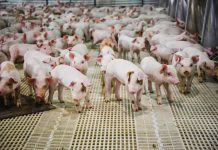 porcos produção de carne