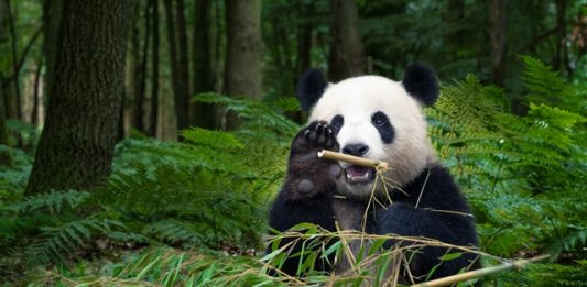 Panda Gigante