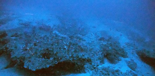 Amazon Reef in French Guiana WatersImagem Submersa dos Corais da Amazônia na Guiana Francesa