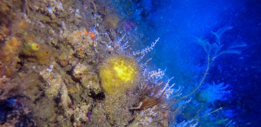 Amazon Reef in French Guiana WatersImagem Submersa dos Corais da Amazônia na Guiana Francesa