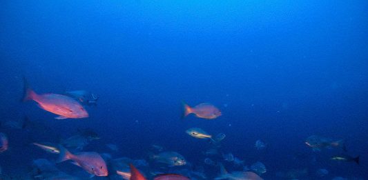 Amazon Reef in French Guiana WatersImagem Submersa dos Corais da Amazônia na Guiana Francesa