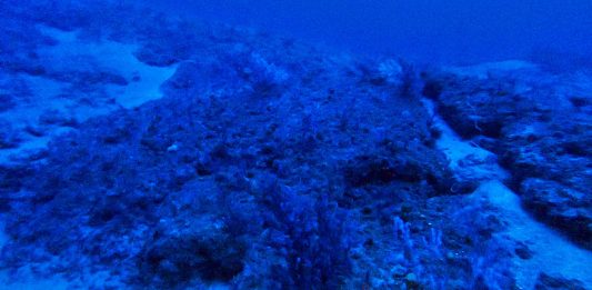Amazon Reef in French Guiana WatersImagem Submersa dos Corais da Amazônia na Guiana Francesa