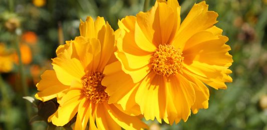 flor_1