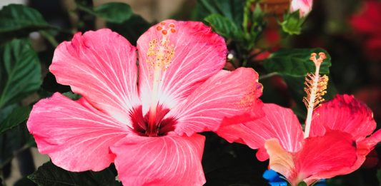hibiscus_1