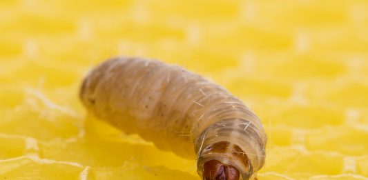 larva-comedora-de-plastico-destaque
