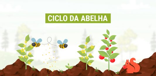 CICLO_ABELHA