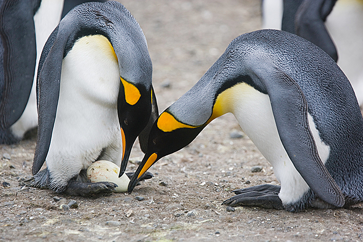 Multiplicando com os Pinguins em COQUINHOS