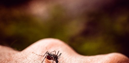 mosquito_2
