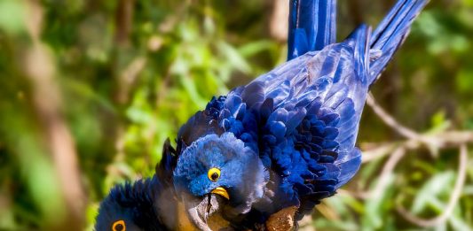 Animais_extincao_arara_azul