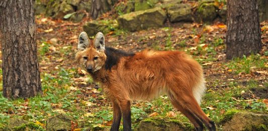 Animais_extincao_lobo