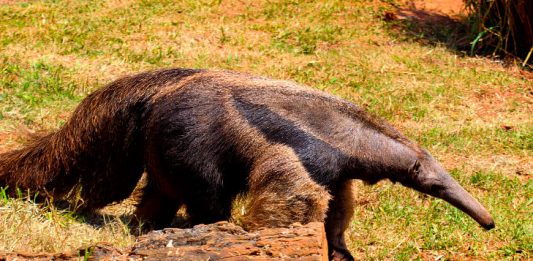 Animais_extincao_tamandua