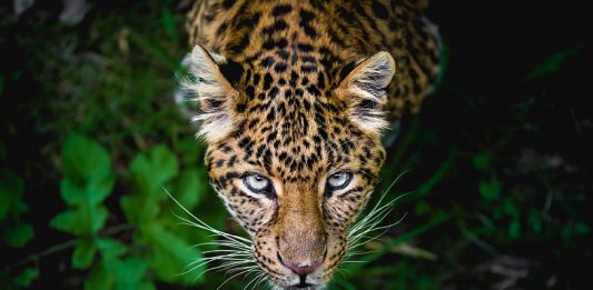 populacao de jaguar aumenta_capa