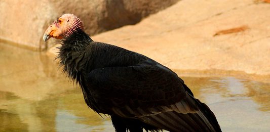 projetos_reintroducao_fauna_condor_interna