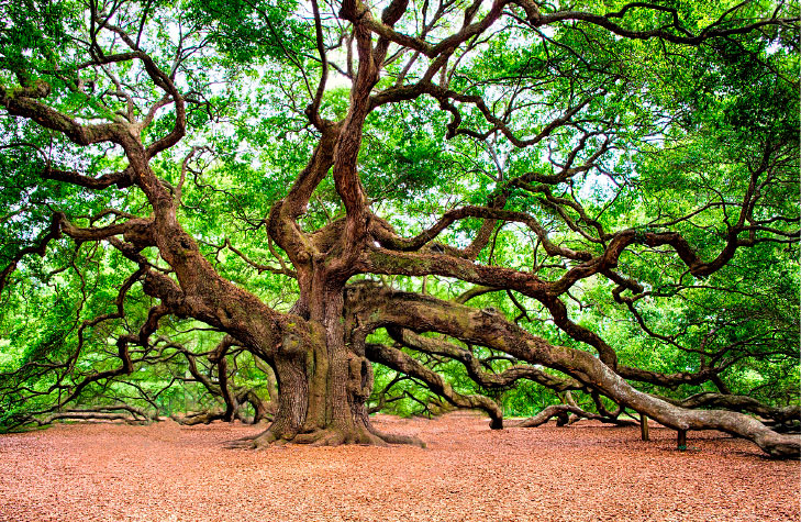 O que é uma Floresta Autóctone? - Pensamento Verde