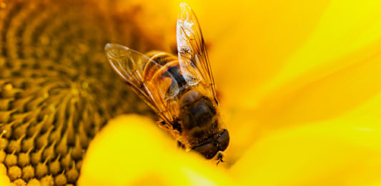 curiosidade abelhas