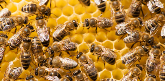 curiosidade abelhas interna