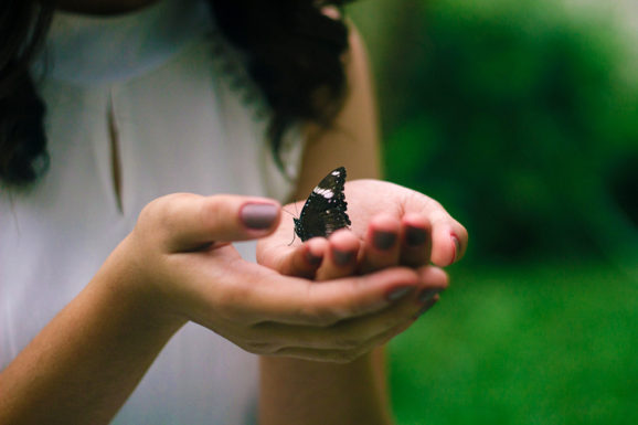 O impacto do aquecimento global na extinção dos insetos | Pensamento Verde