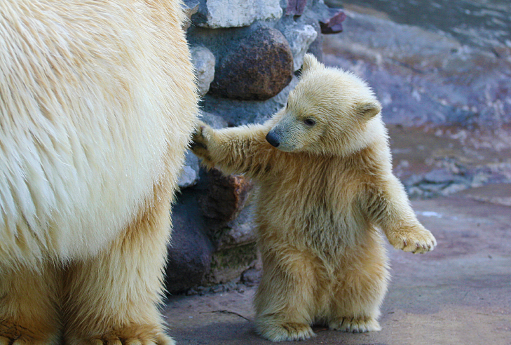 A Ursa Polar': Confira 5 curiosidades sobre os ursos polares antes