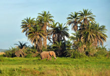 animais da savana africana