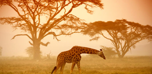 animais da savana africana