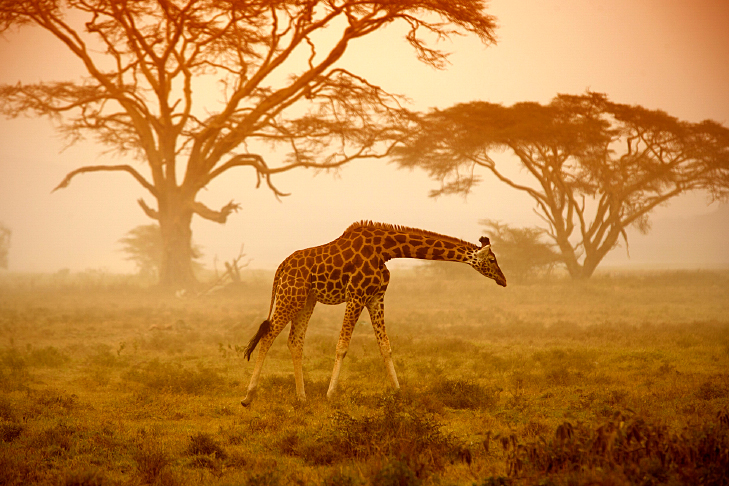 animais da savana africana