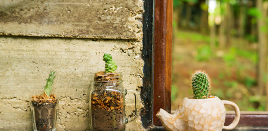 cactos em vasos de vidro