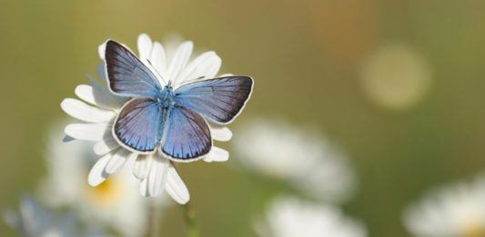 borboleta_capa