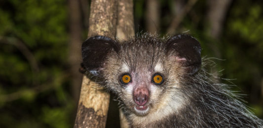 Aye-aye, nocturnal lemur of Madagascar