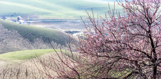 blooming beautiful Apricot Valley