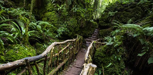 Puzzlewood-Inglaterra