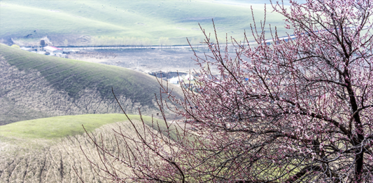 Yili-Apricot-Valley-China