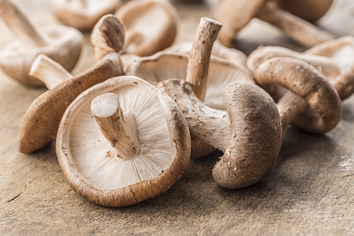 COMO FUNCIONA? COGUMELOS SHITAKE EM TORAS - LOCAL DE CULTIVO 