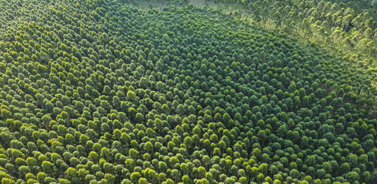 floresta-plantada
