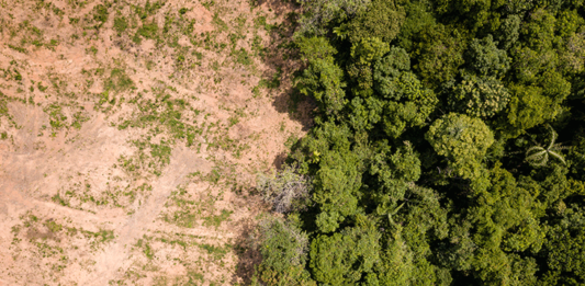 bacia-do-rio-doce-sofre-desmatamento-de-1-857-hectares-de-mata-atlantica-entre-2018-e-2019_interna