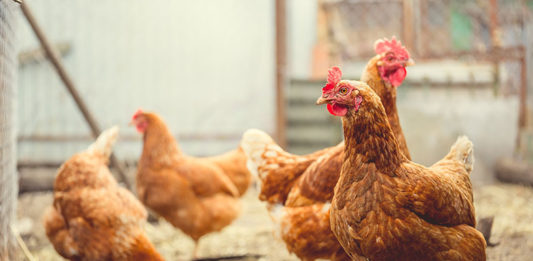 Pesquisador-tailandês-desenvolve-proteína-com-penas-de-frango_capa
