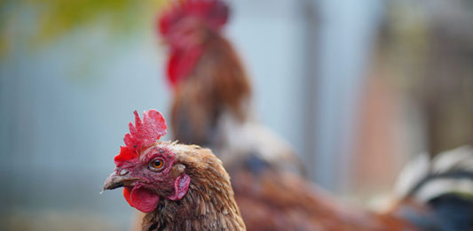 Pesquisador-tailandês-desenvolve-proteína-com-penas-de-frango_interno