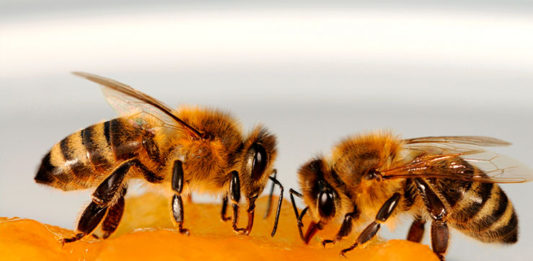 abelhas-treinadas-para-farejar-a-covid-19