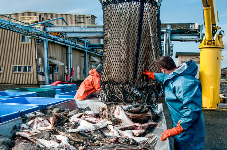 Consequências da pesca excessiva e como reverter este cenário