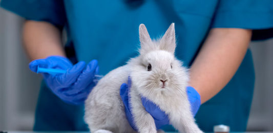 mexico-proibe-testes-em-animais-para-cosmeticos