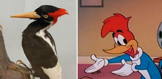 passaro-que-inspirou-a-criacao-do-desenho-pica-pau-sera-declarado-extinto2
