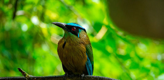 passaros-da-amazonia-perdem-peso-devido-as-mudancas-climaticas