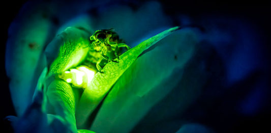 vaga-lumes-em-risco-de-extincao