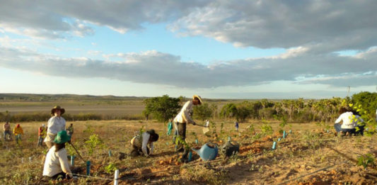 projeto-utiliza-canos-de-pvc-para-plantar-na-caatinga-2