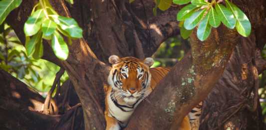 onu-aprova-resolucao-inedita-sobre-bem-estar-animal-2