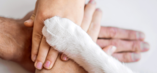 onu-aprova-resolucao-inedita-sobre-bem-estar-animal