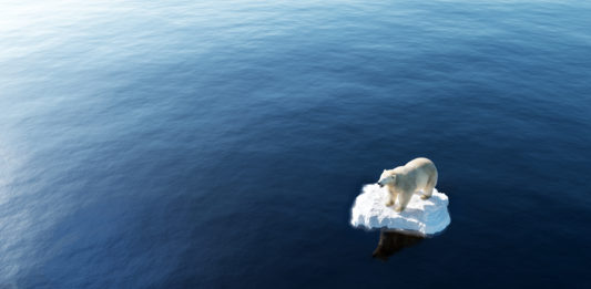 Polar bear on ice floe. Melting iceberg and global warming.